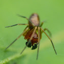 Mesh web weaver (male)