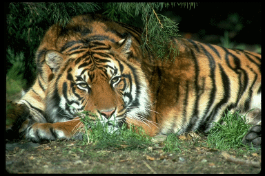 Resultado de imagem para gifs de tigre  na vida real