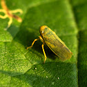 Leafhopper