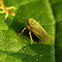 Leafhopper