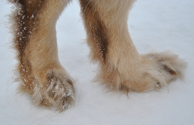 [boots 004[6].jpg]