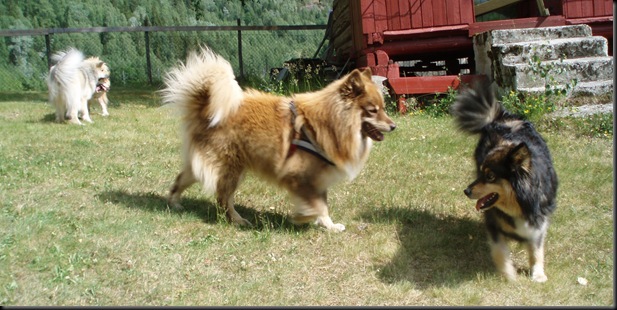 hundetreff 028 hundetreff 028