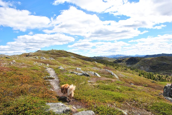 Blåfjell 021