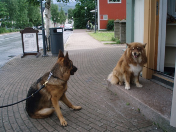 lapp 007 lapp 007