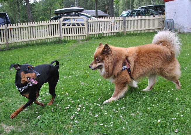 lapphunder 024 lapphunder 024