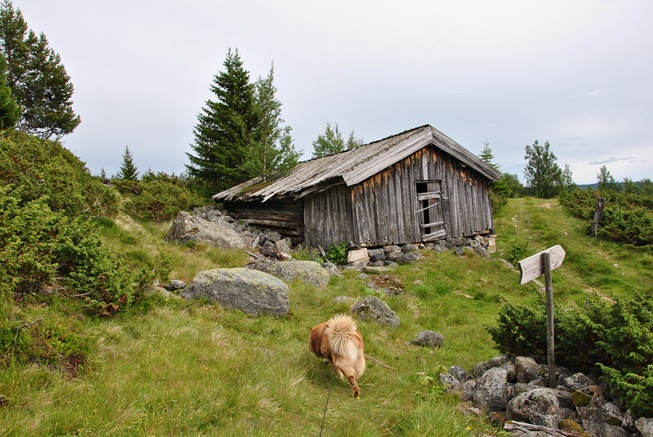 Vardefjell 025 Vardefjell 025