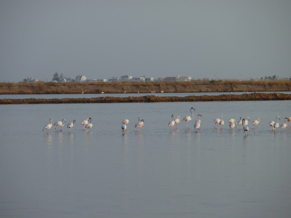 Spotting Image 1