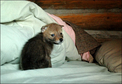 [coyote[5].jpg]