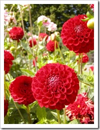 zinnia zinnia