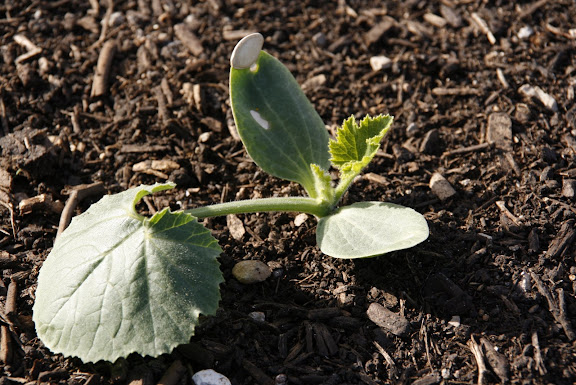 Així eren les plantules el primer dia!!!