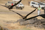 IMG_9944.JPG