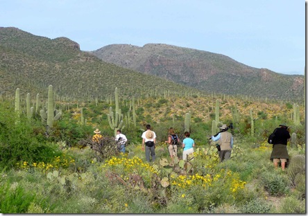 brittlebush 13