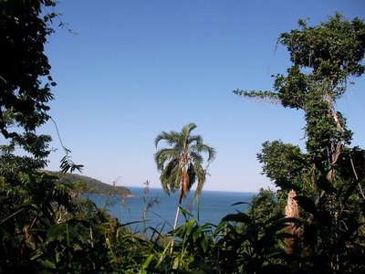 Rainforest view
