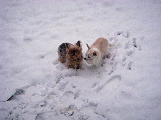 [0210 Doggies in the Snow[2].jpg]