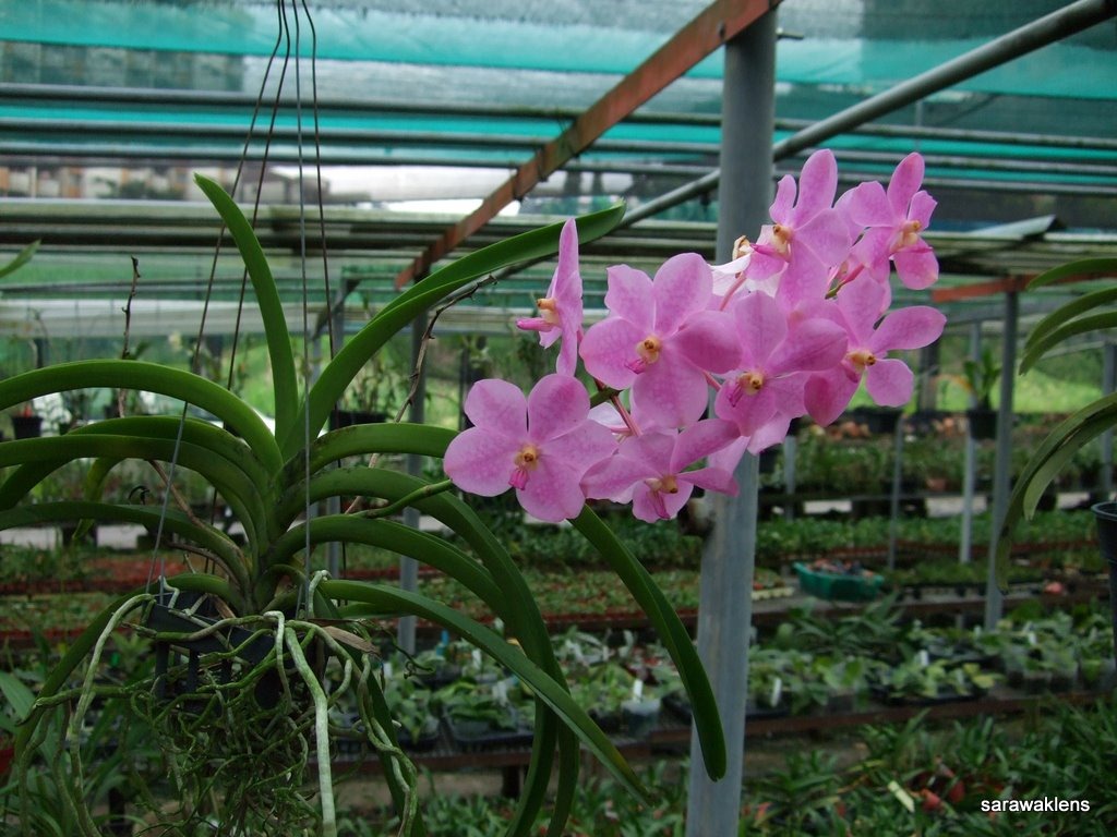[Vanda_hybrid[2].jpg]