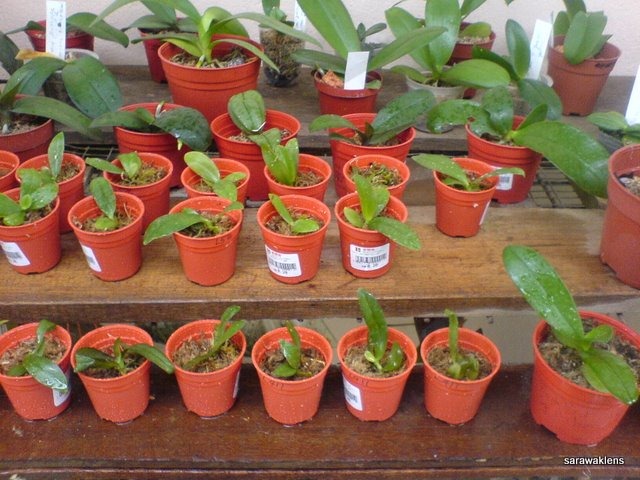 [Phalaenopsis_seedlings (4)[2].jpg]