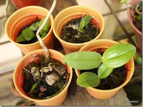 Phalaenopsis_gigantea_x_bellina_seedlings