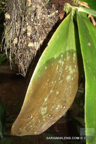 phalaenopsis_leaf_rot