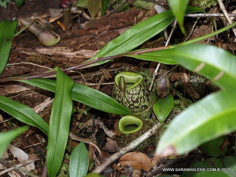 [Nepenthes_ampullaria_945[2].jpg]