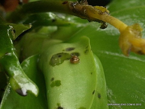 Phalaenopsis_snails_orchid_pests_2