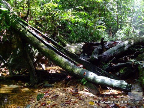 petrified_tree_trunks_across_stream