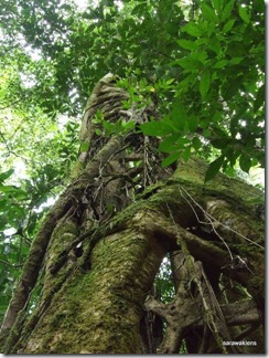 strangler fig 2