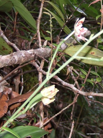 [Phalaenopsis_maculata_orchid 1[2].jpg]