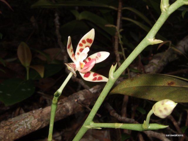 [Phalaenopsis_maculata_orchid22.jpg]