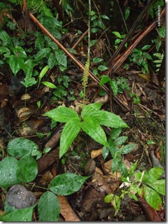 Orchids_Gunung_Kanyi_05