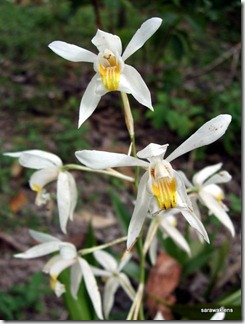 Coelogyne_foerstermnnii 4