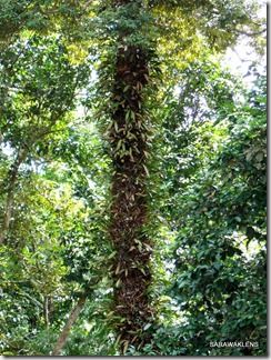 Coelogyne_foerstermannii_tree_trunk