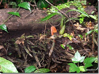 Coelogyne_foerstermannii_rotting_clump Coelogyne_foerstermannii_rotting_clump