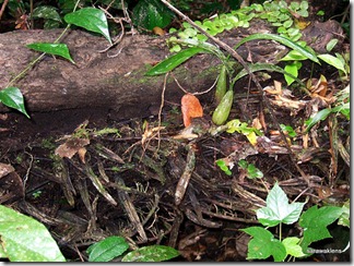 Coelogyne_foerstermannii_rotting_clump