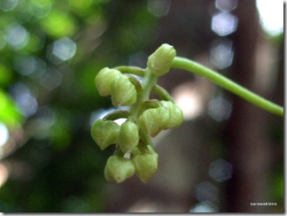 Santubong_Mountain_Kuching_Sarawak_10