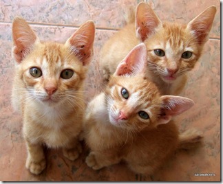 Three_Kittens Three_Kittens
