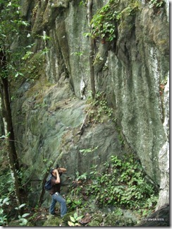 Photographing_paphiopedilum_in_situ