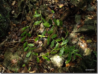 Trichoglottis_sp2