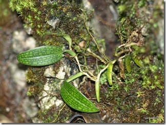 Bulbophyllum_reticulatum_3