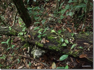 Bulbophyllum_reticulatum_1