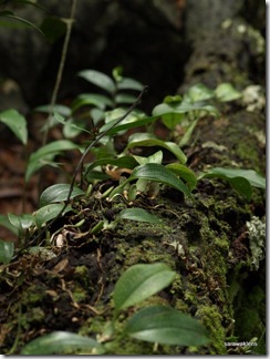 Bulbophyllum_reticulatum_5