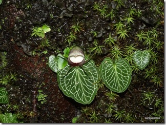 Corybas_13