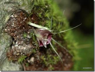 Corybas_08