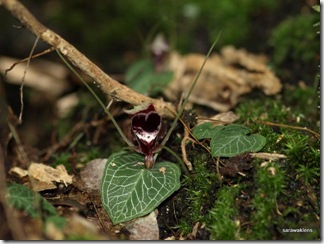 Corybas_12