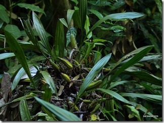 9697_orchids_on_fallen_trees