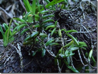 9700_orchids_on_fallen_trees