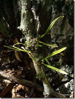 9718_orchids_on_fallen_trees