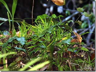 9683_orchids_on_fallen_trees