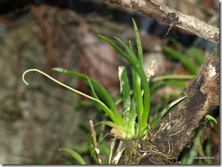 9684_orchids_on_fallen_trees