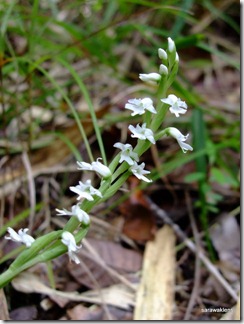 Peristylus_orchid_species_2 Peristylus_orchid_species_2