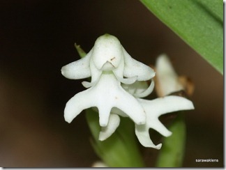 Peristylus_orchid_species_6